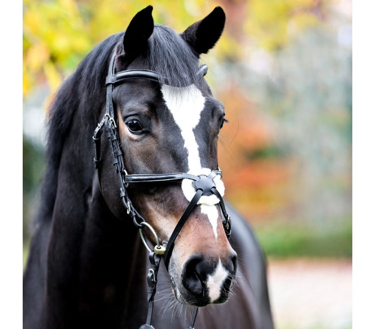 Kavalkade Bridle Proline-Diego