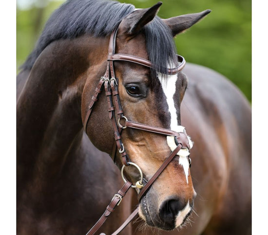 Bridle Proline-Diego