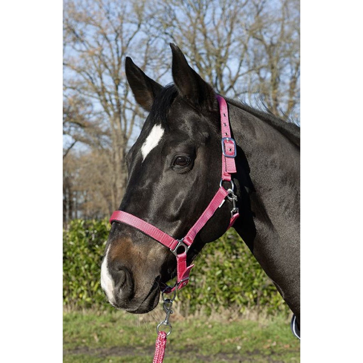 Head Collar Stars Softice With Soft Padding