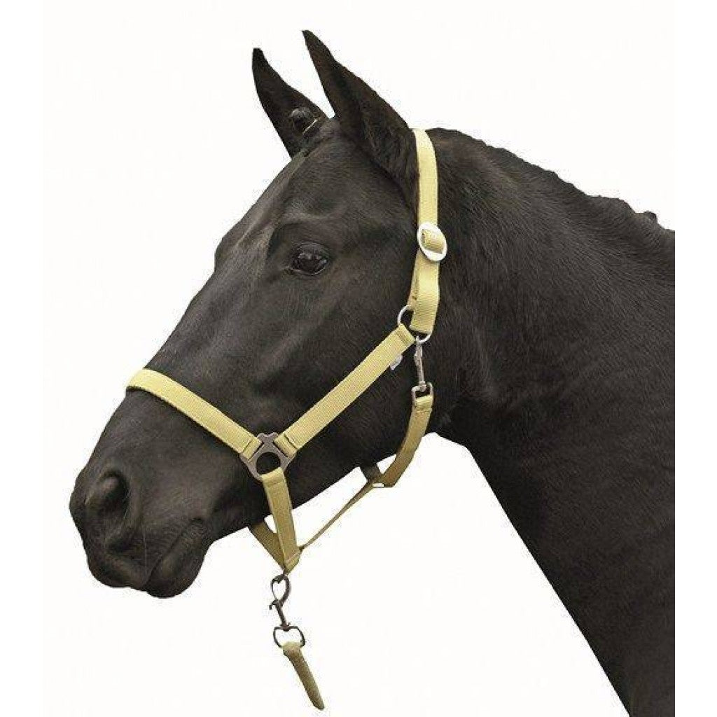 Yellow head collar for cobs