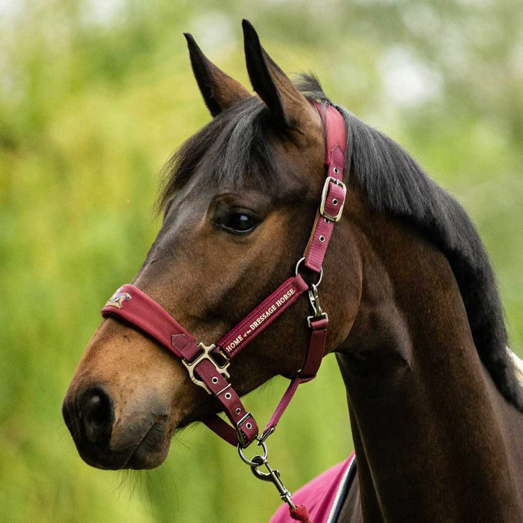 Aubenhausen Halter Classic
