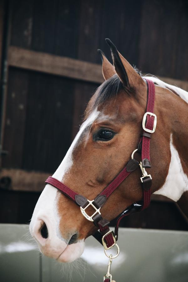 Plaited Leather Halter