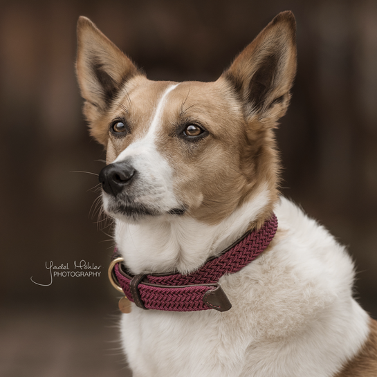 Plaited collar for small dogs