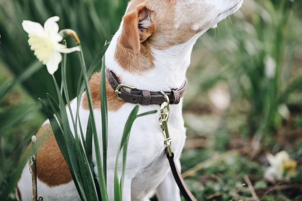 Velvet Like Dog Collar