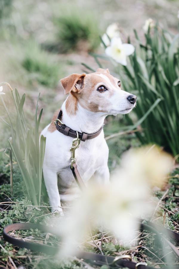 Soft Leather Dog Collar
