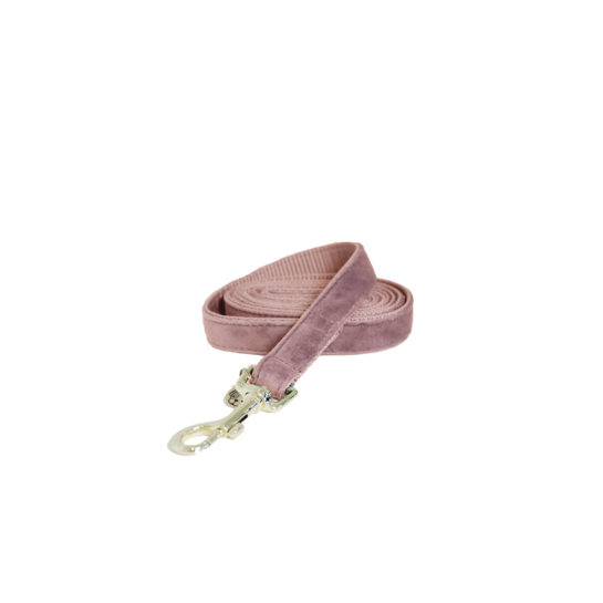 kentucky dogwear