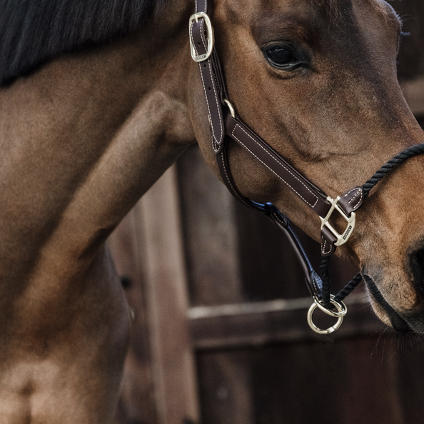 Kentucky Control Halter