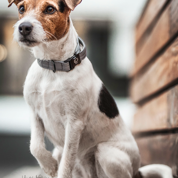 dog collar for walks in the dark