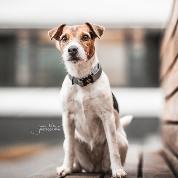 reflective collar for dogs