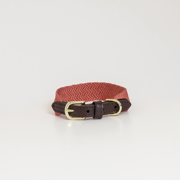 Terracotta brown dog collar with gold plates buckles