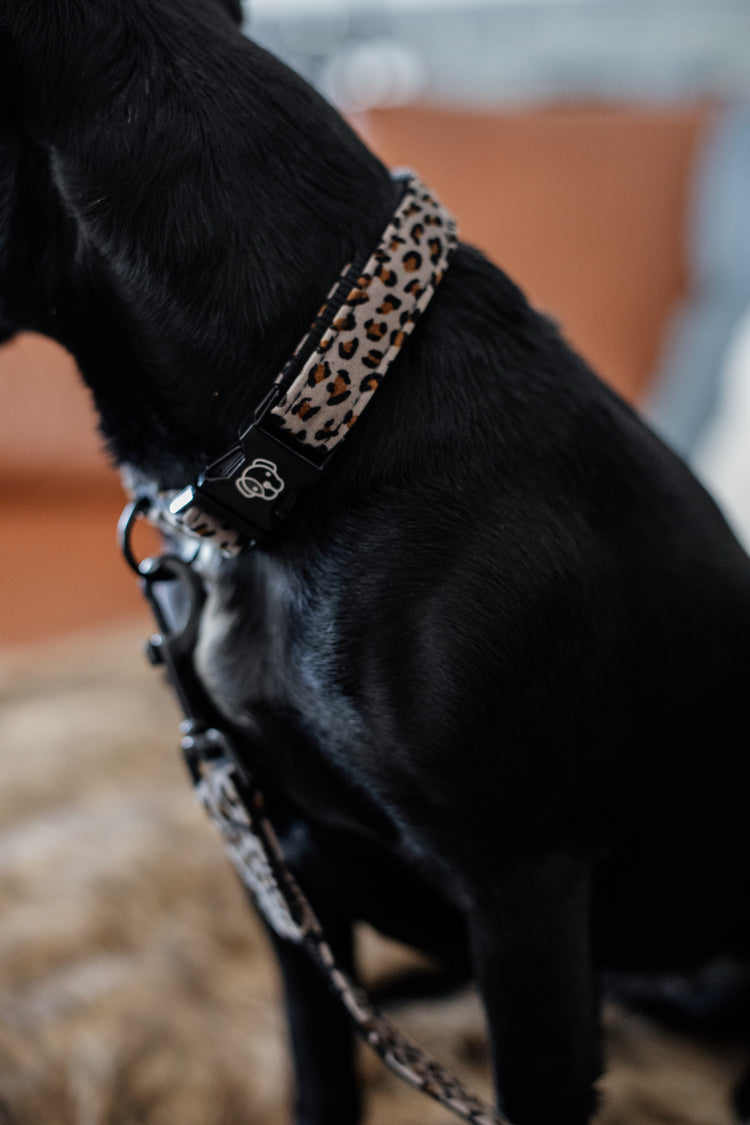 Leopard Print Soft Dog Collar