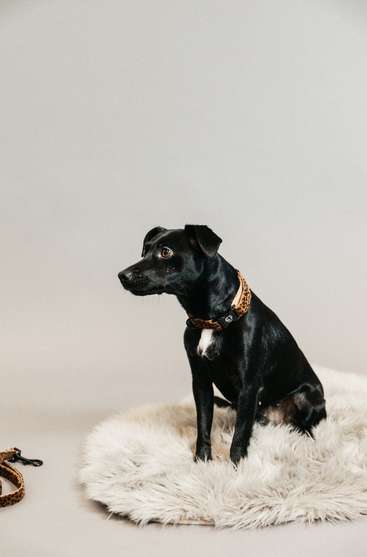 Dog Collar fashion