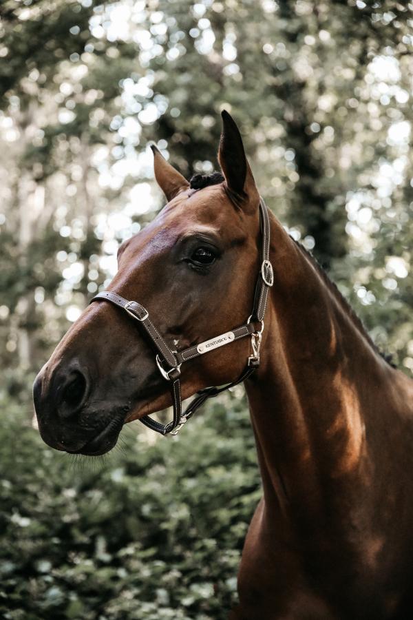 Adjustable Leather Halter