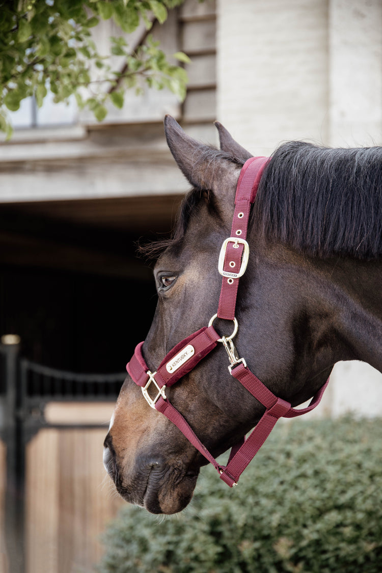 Bordeaux head collar