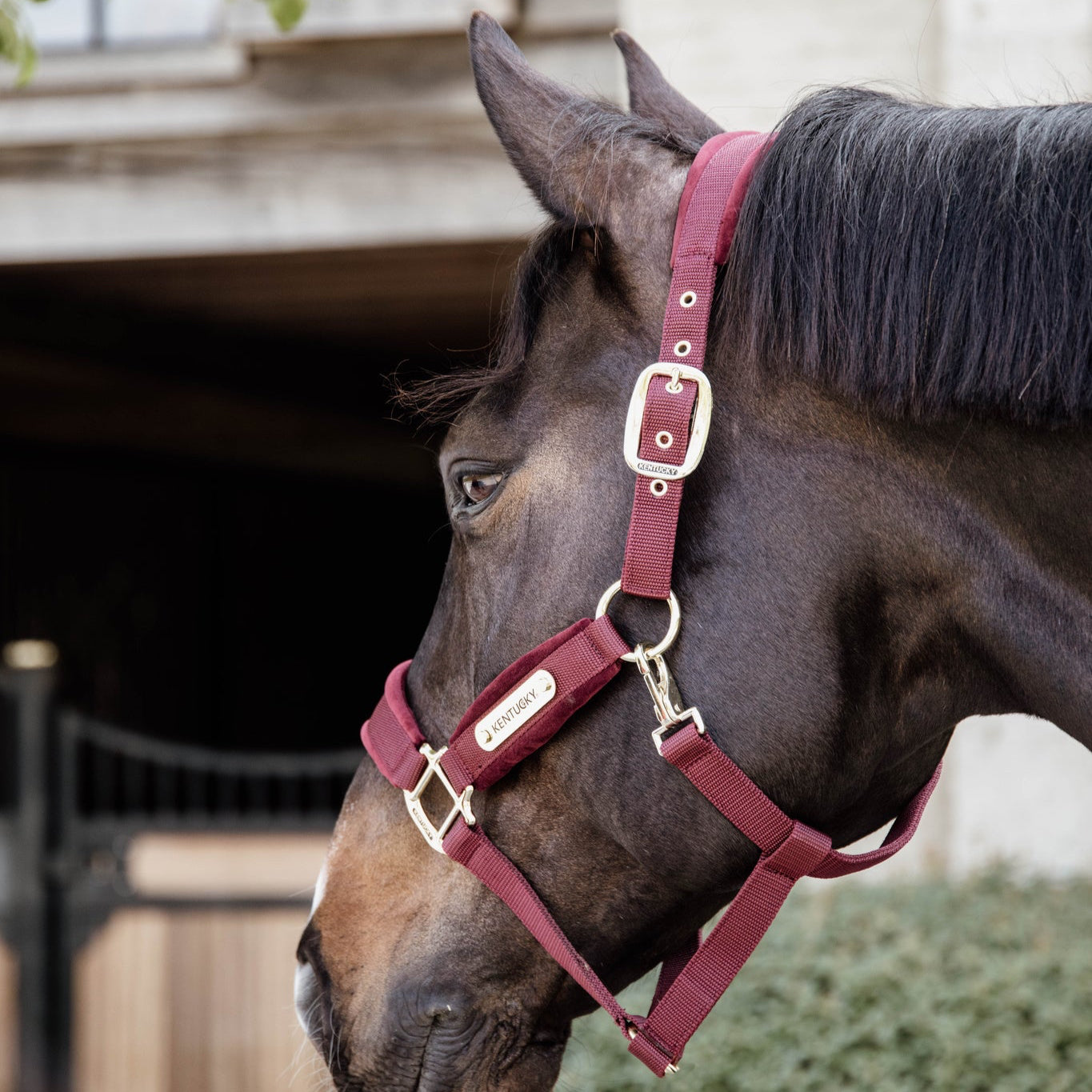 Bordeaux head collar