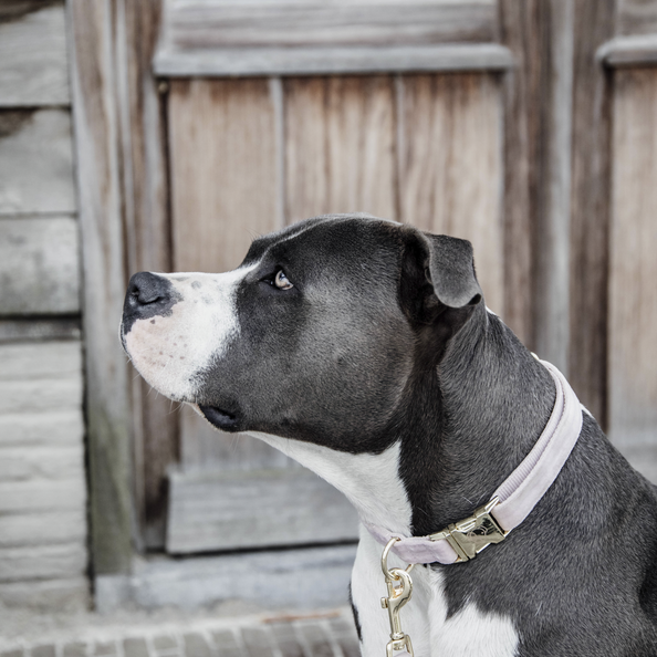 kentucky dog collar velvet light pink