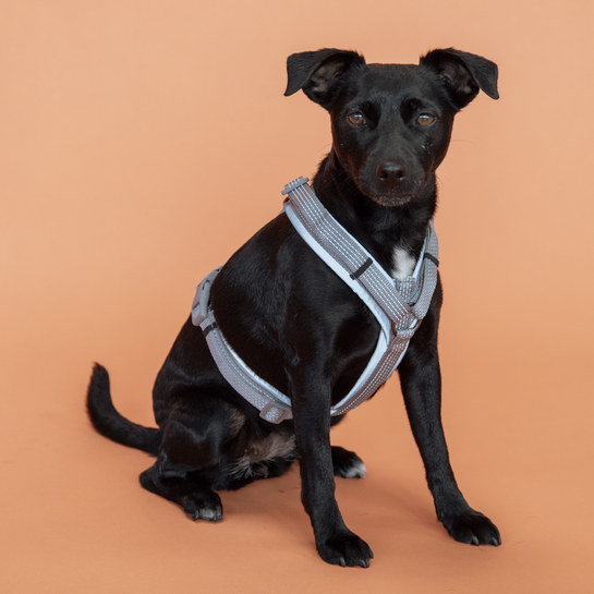 best reflective dog harness