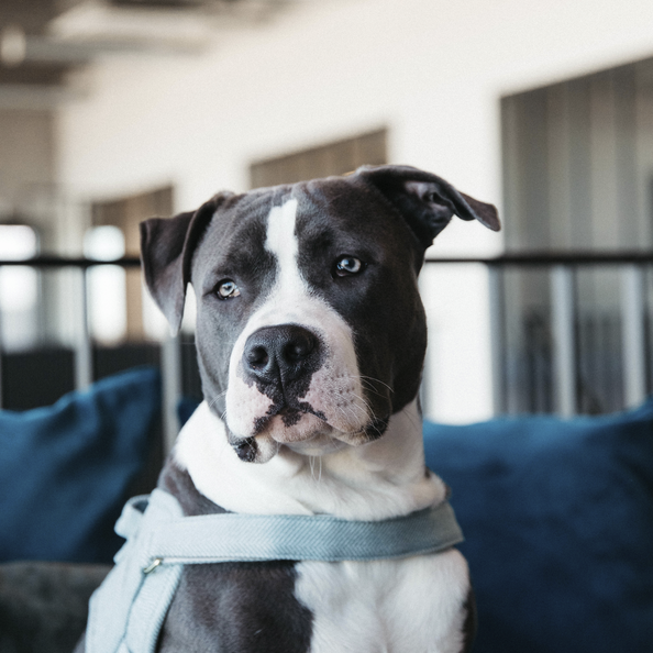 light blue dog harness