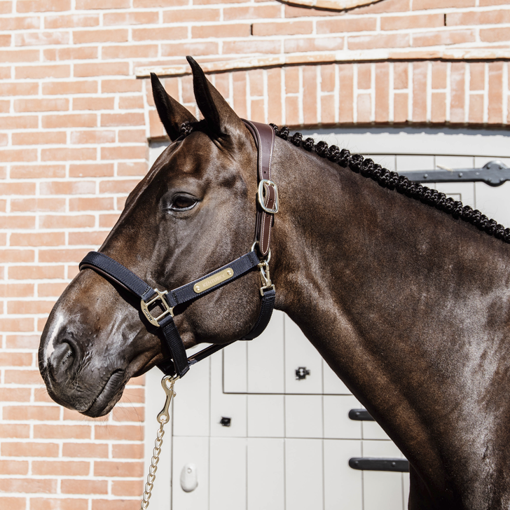 Kentucky Anatomic Nylon