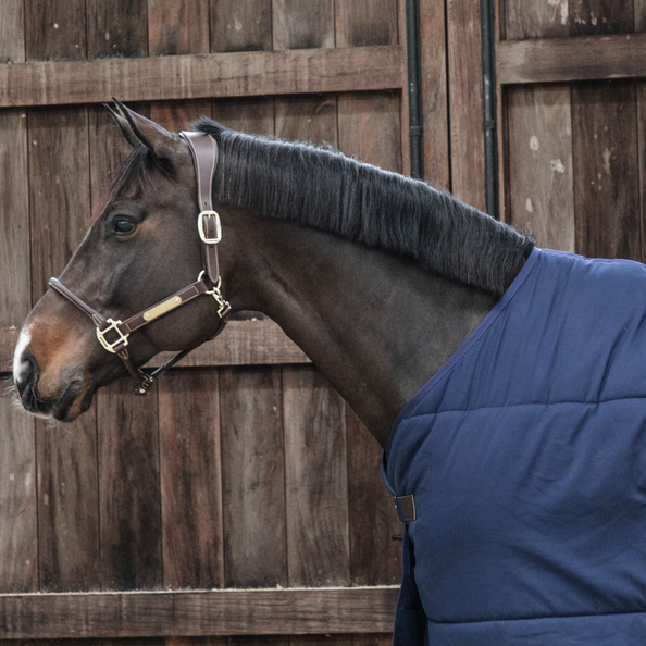 Under rug for horses