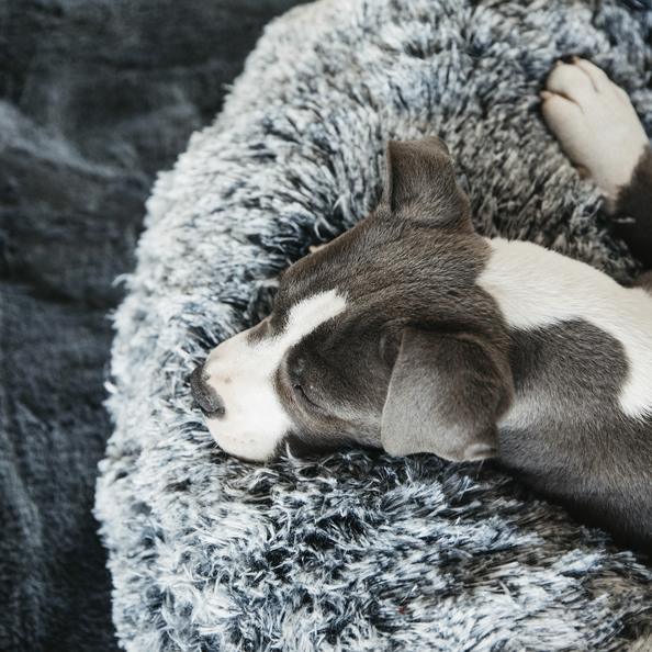 donut dog bed large