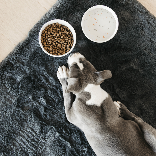 Dishwasher safe dog bowls