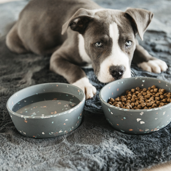 Kentucky Dogwear Dog Bowls