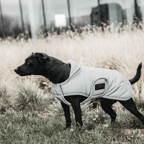 Kentucky Dog Coat