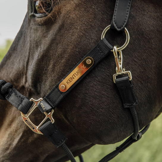 Control halter for stallion