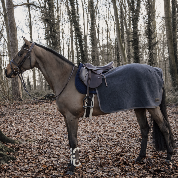 quarter sheet horse canada