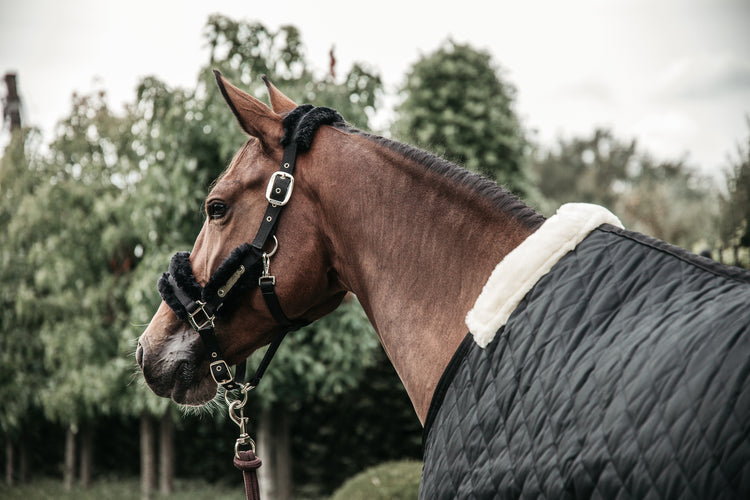 Kentucky stable rug