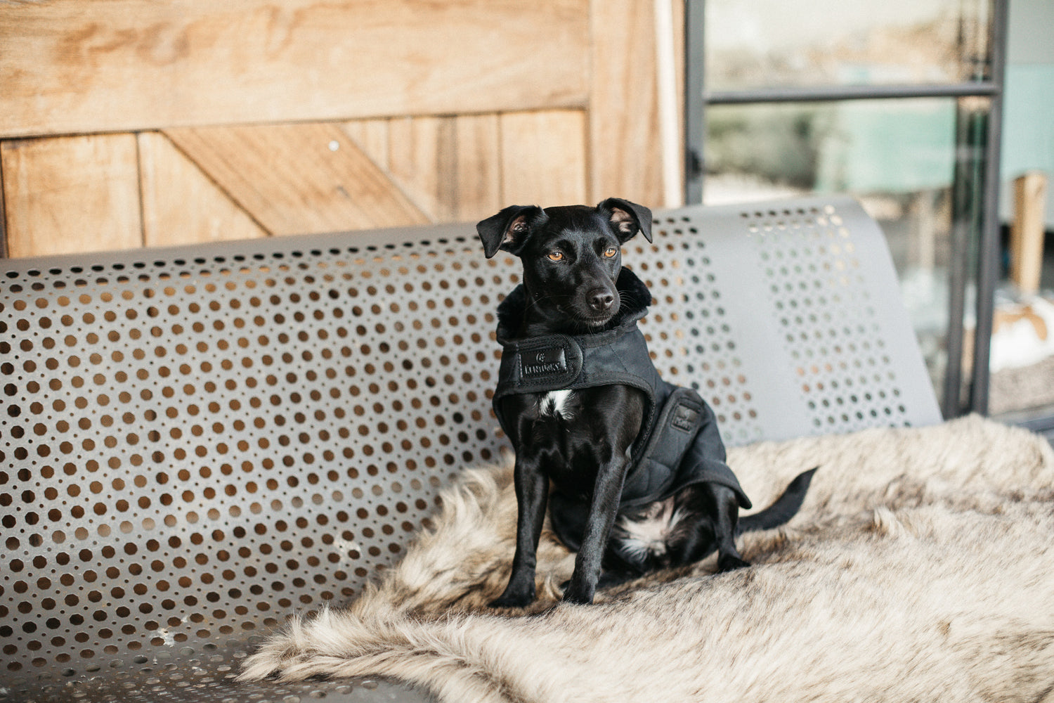 Kentucky Black Dog Rug