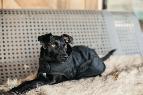 Black Dog Coat