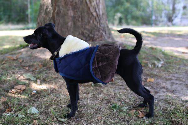 Kentucky Dog Coat