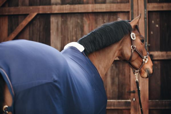 Quick dry fleece cooler sheet for horses