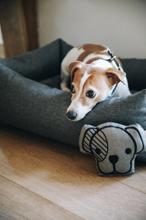 Luxurious Dog Toy