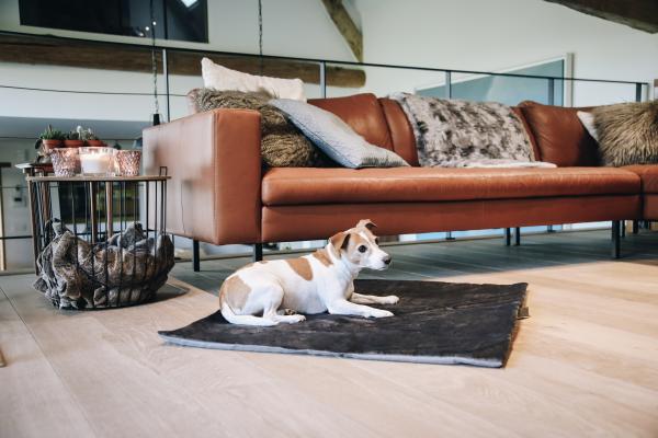 Travel Dog Bed