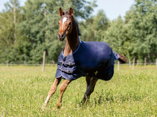 Foal rugs
