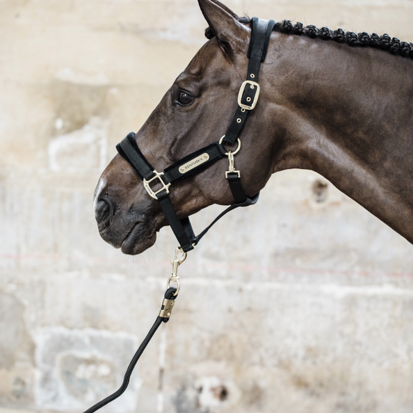 Black Velvet halter for horses