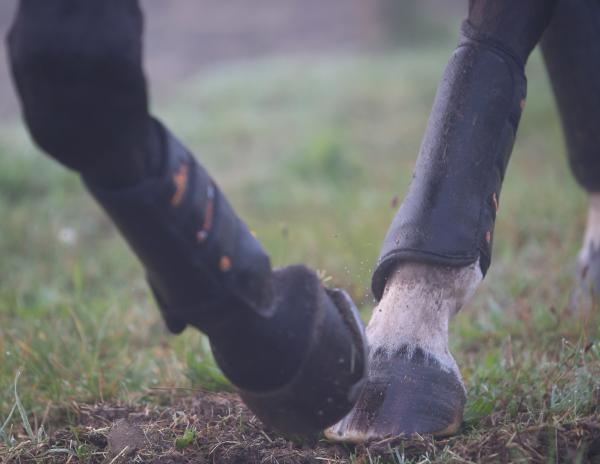 Lightweight Eventing Boots