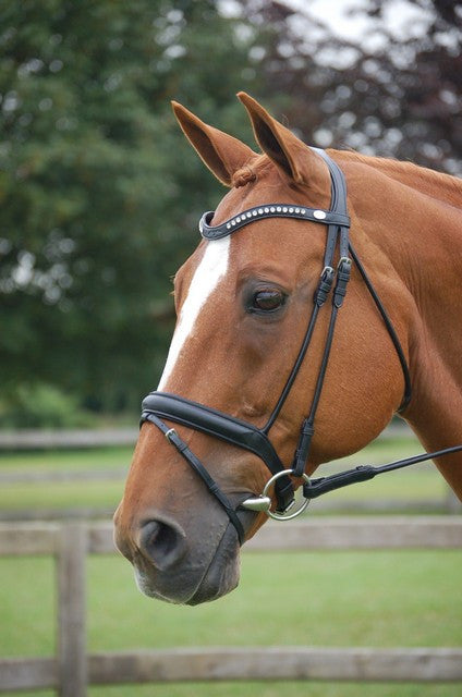 Rolled English Leather Dressage Bridle