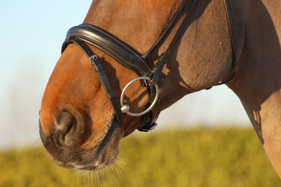 Dressage Bridle with Crank Noseband