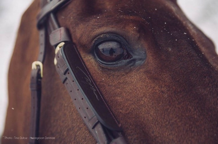 Show jumping blinkers