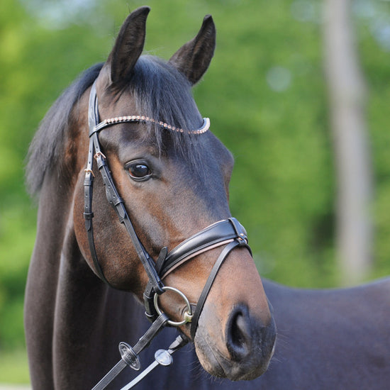 Rose Gold Horse Bridle