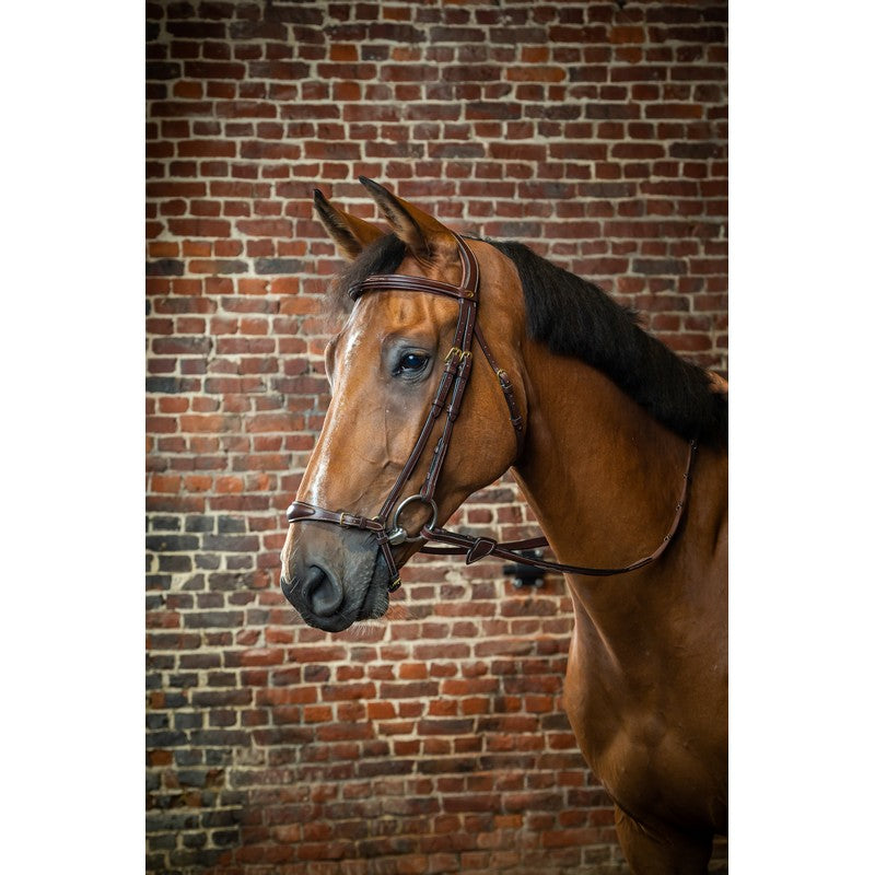 Dyon drop noseband bridle