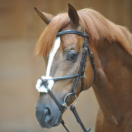 Mexican Noseband Bridle