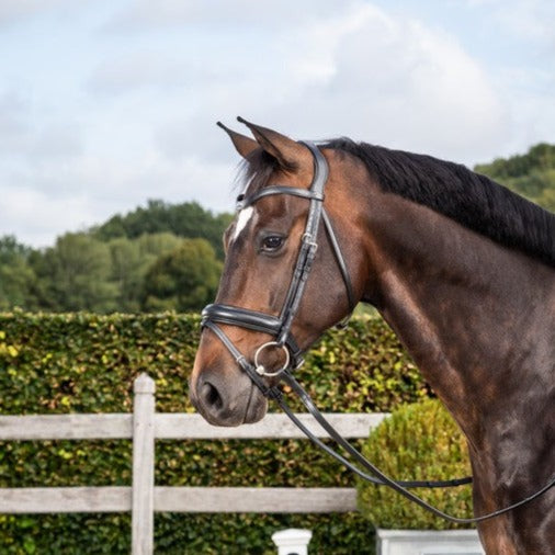 Dyon Dressage Flat Bridle