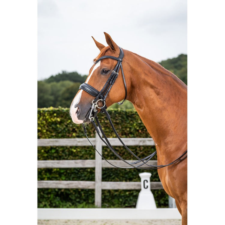 Double Bridle Dressage