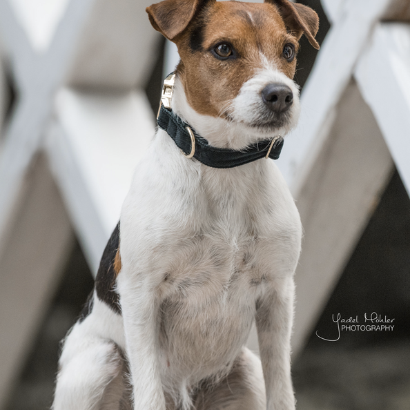 Pine green dog collar with gold details