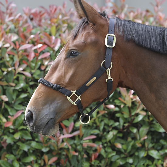 Control Halter by Kentucky